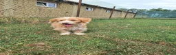 Mixed Breed dogs for adoption: Asterix for adoption!  in Leighton Buzzard - Advert 6