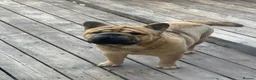 Mixed Breed dogs for sale: French-bulldog cross chow chow male  - Advert 10