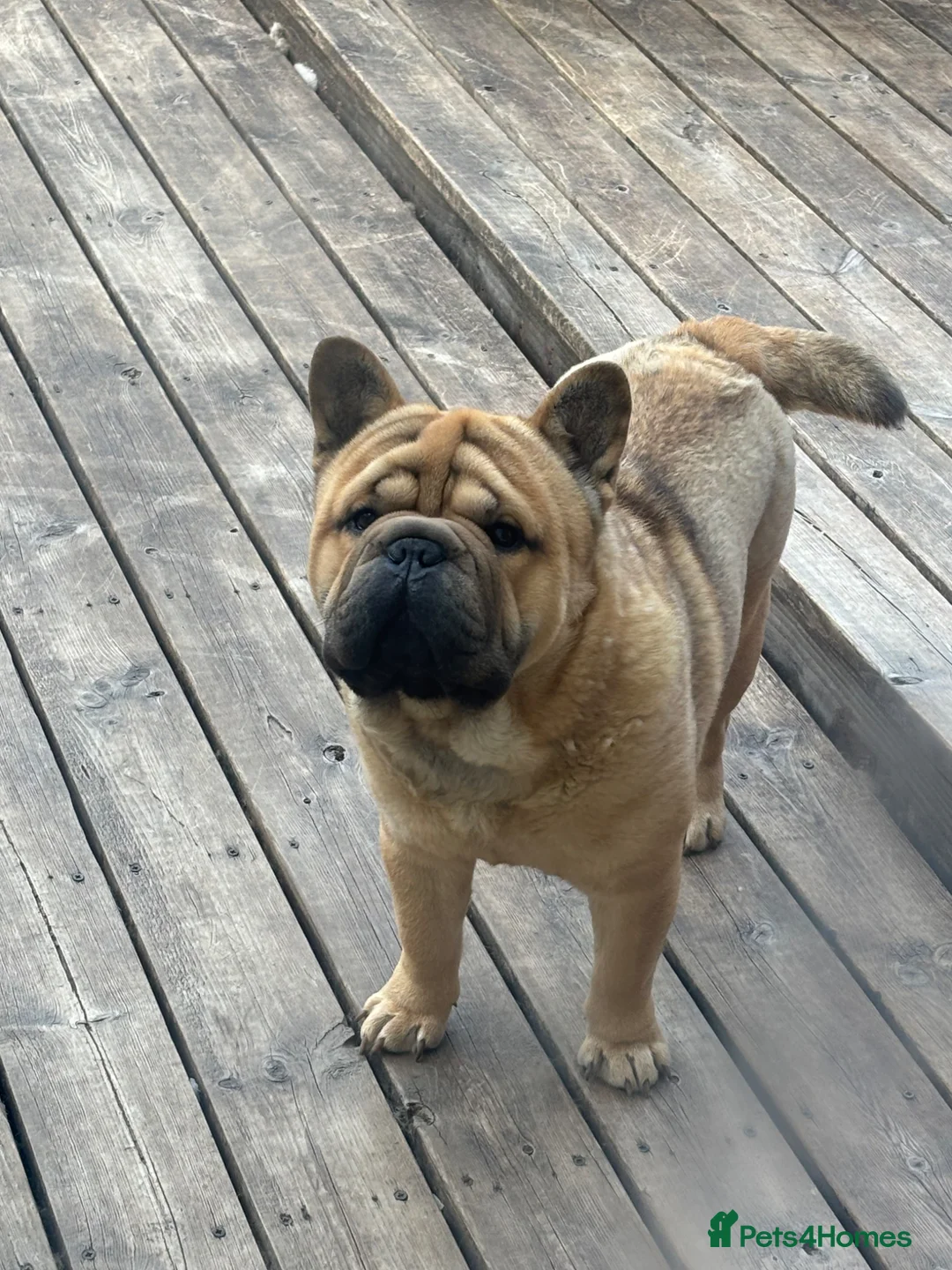 Mixed Breed dogs for sale: French-bulldog cross chow chow male  - Advert 10