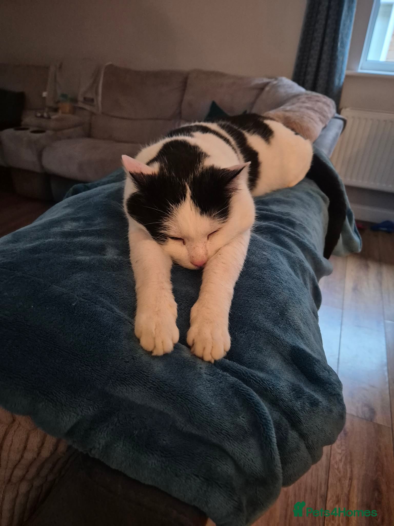 Mixed Breed cats Saturn for adoption - Advert 7