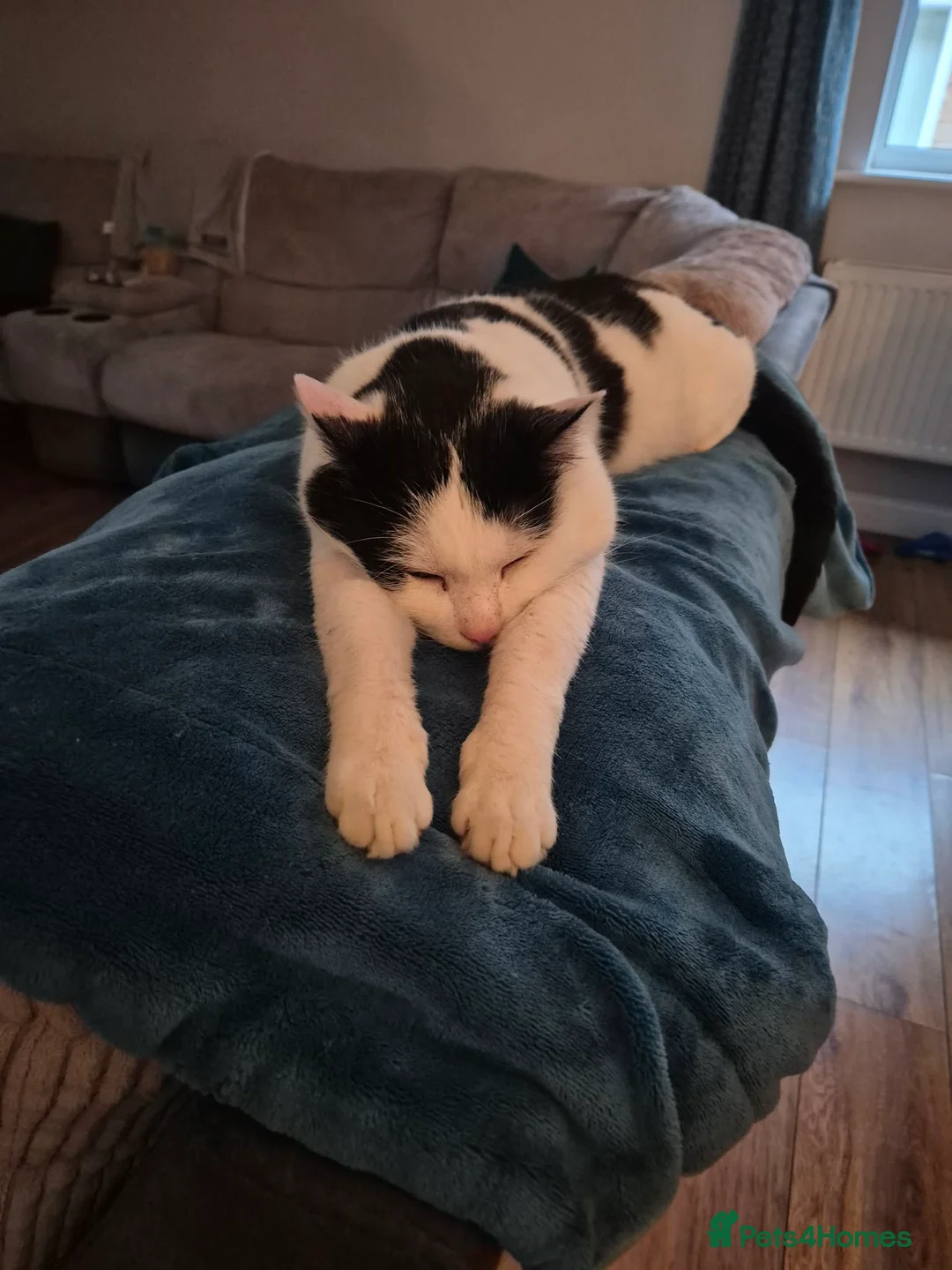 Mixed Breed cats for adoption: Saturn for adoption - Advert 1