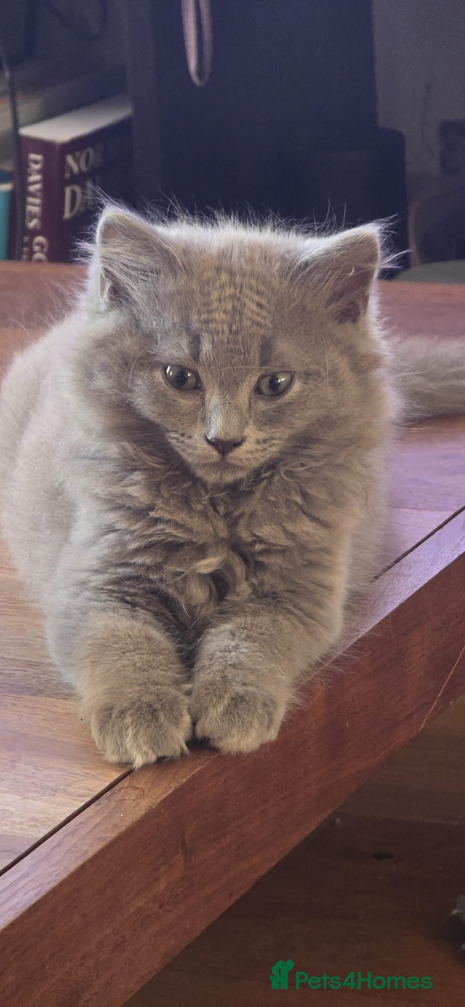 Mixed Breed cats Ragdoll/Siberian mix kittens - Advert 1