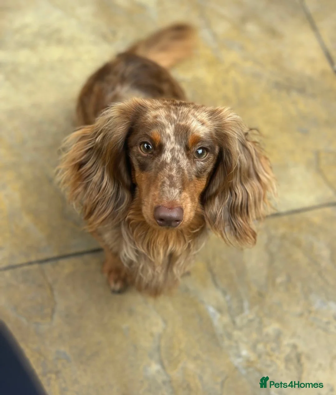 Miniature Dachshund dogs for sale: Stunning Longhaired Mini Dachshund Boys.  - Advert 31