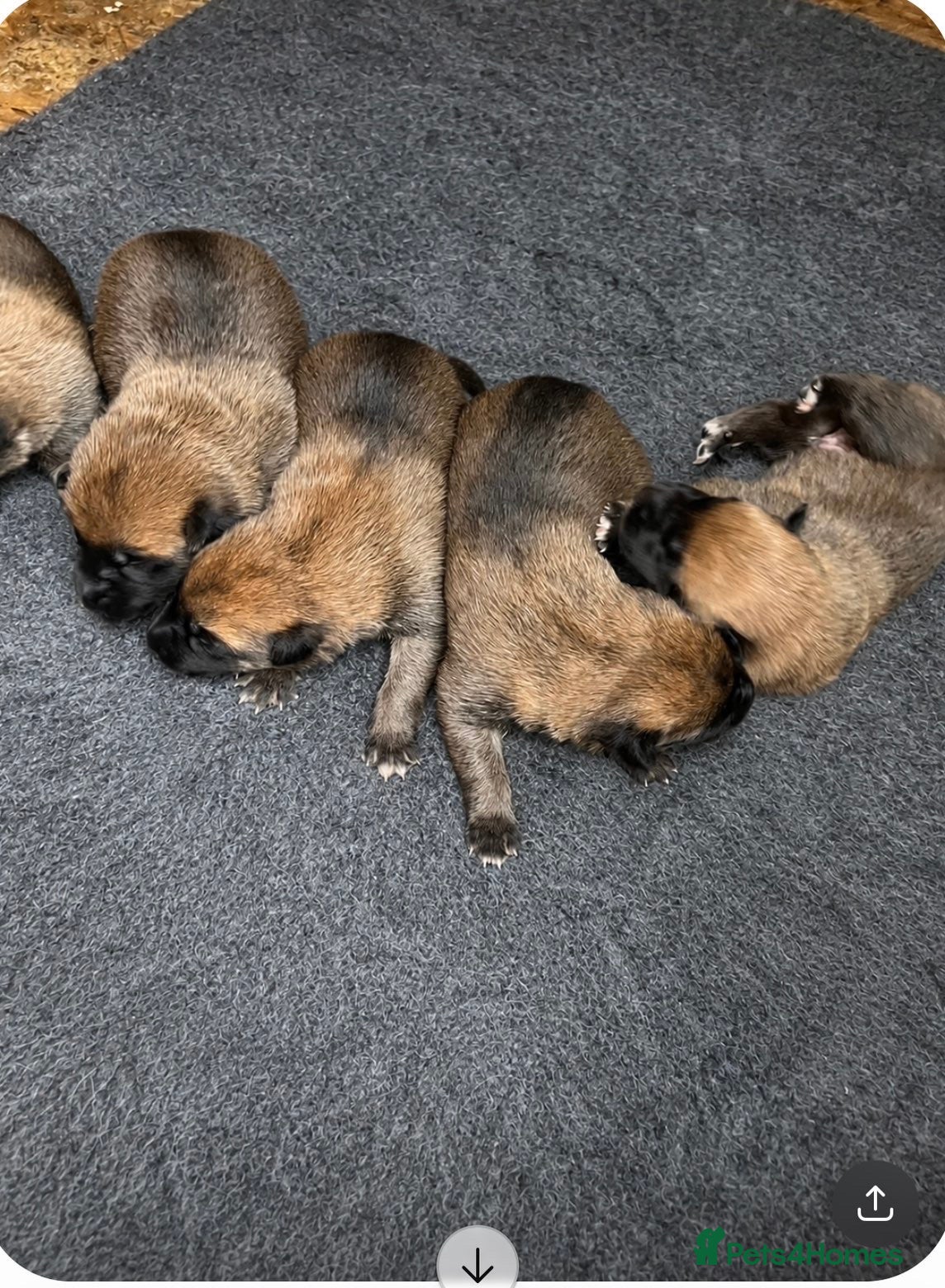 Belgian Shepherd Dog dogs Gorgeous Malinois Puppies ‼️ - Advert 8