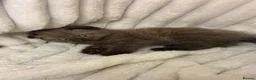 Scottish Fold cats for sale: Cute Chocolate BSH X Scottish Fold mix kitten - Advert 4