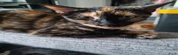 Mixed Breed cats for sale: Wonderful siblings are looking for new homes. in Coventry - Advert 7