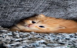 Munchkin cats for sale: Adorable female ginger munchkin and 2muchkin cross - Image 1