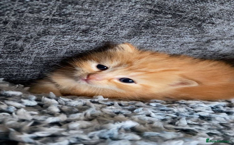 Munchkin cats - Advert 8