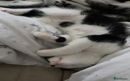 Mixed Breed cats for sale: 2 boys left!!need to leave asap!!! - Image 18