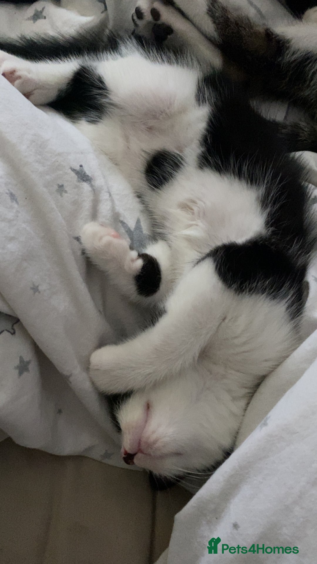 Mixed Breed cats for sale: 2 boys left!!need to leave asap!!! - Image 18