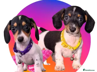 Miniature Dachshund dogs ReadyToGo 1 Girl❤️ 1 Boy 💙PRA tested Parents - Advert 3