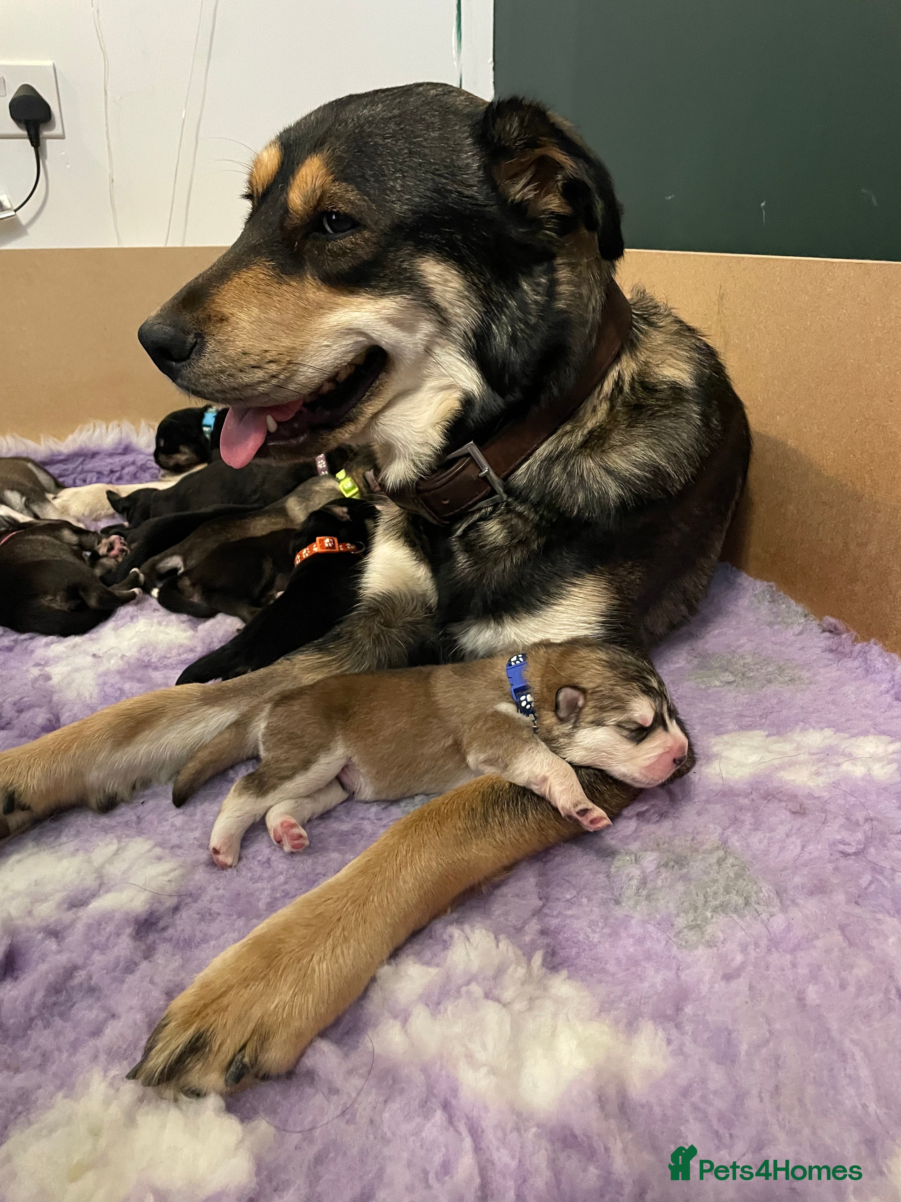 Mixed Breed dogs Remaining Male Puppy needs rehoming!  - Advert 1