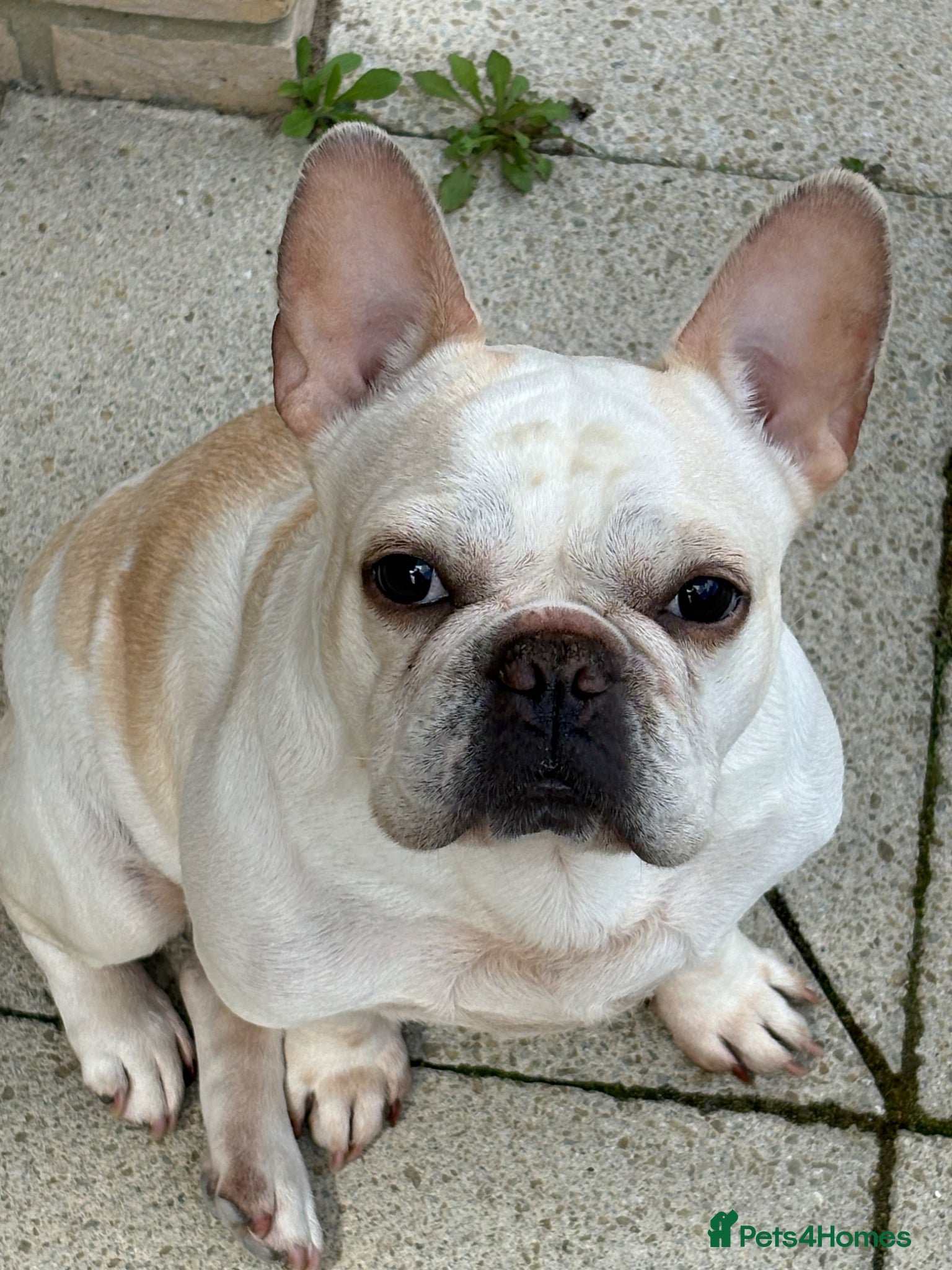 French Bulldog dogs £400, Platinum Cream Fawn Female - Advert 11