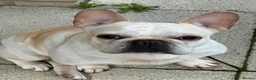 French Bulldog dogs for sale: £350, Platinum Cream Fawn Female - Advert 3