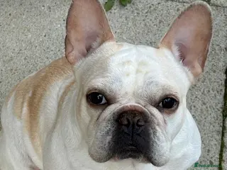 French Bulldog dogs £400, Platinum Cream Fawn Female - Advert 11