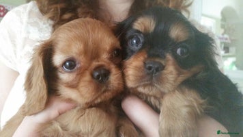 Cavalier King Charles Spaniel dogs KC, Health Tested, Ready 26th or later if needed - Advert 4