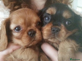 Cavalier King Charles Spaniel dogs KC, Health Tested Parents, Champion blood lines - Advert 4