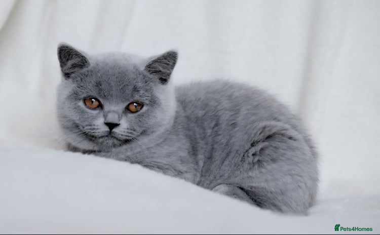 British Shorthair cats - Advert 3