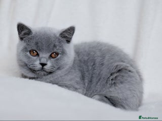 British Shorthair cats - Advert 14