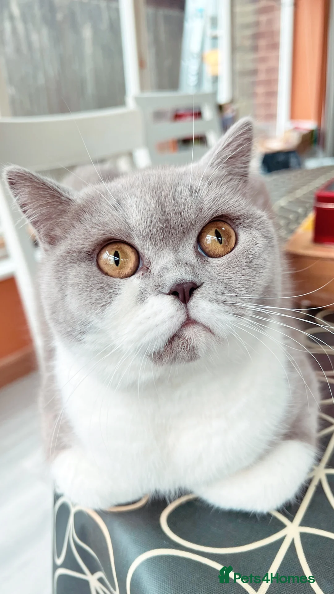 British Shorthair cats for sale: Retired show quality BSH queen  - Advert 2