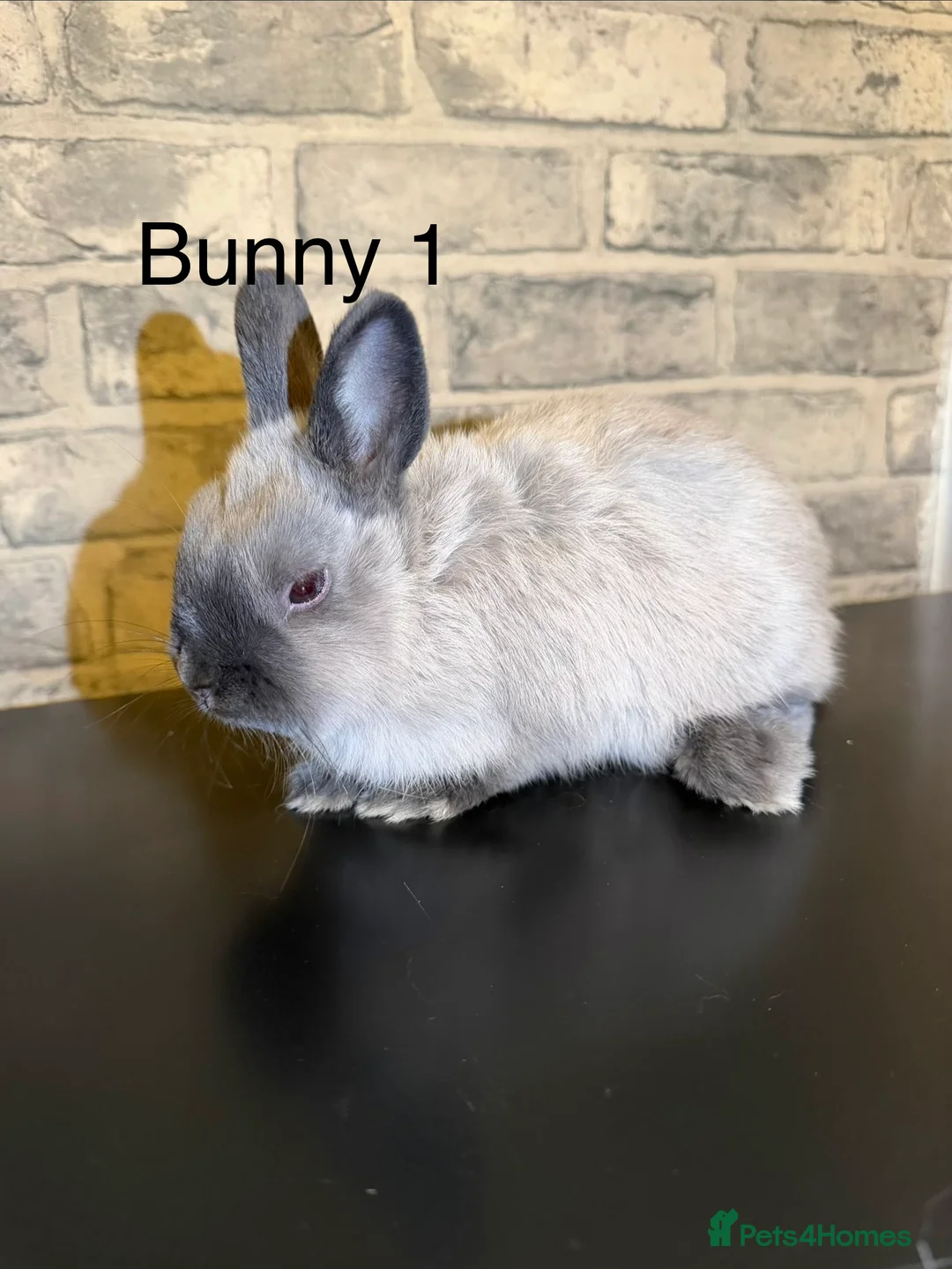 Netherland Dwarf rabbits for sale: 🐰 Beautiful Female Bunnies for Sale 🐰 - Advert 3
