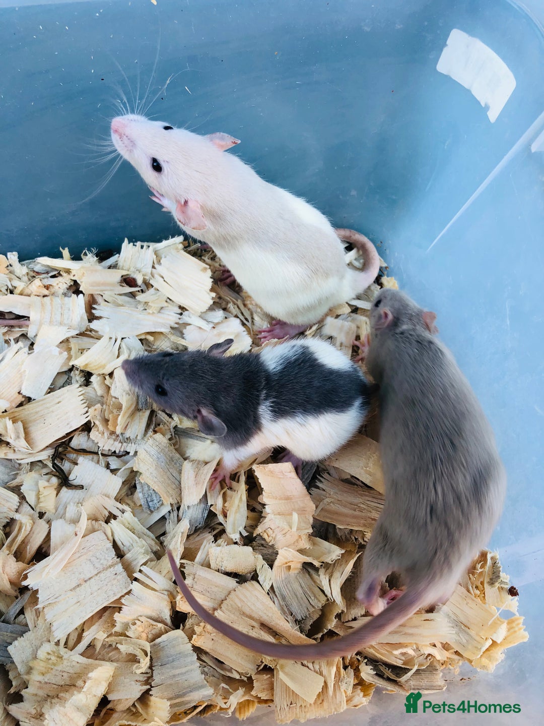 Rat rodents for sale: Baby rats for sale - Advert 3
