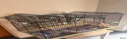 Lovebirds birds for sale: 2 lovebirds and a budgie looking for a loving home in Dewsbury - Advert 11