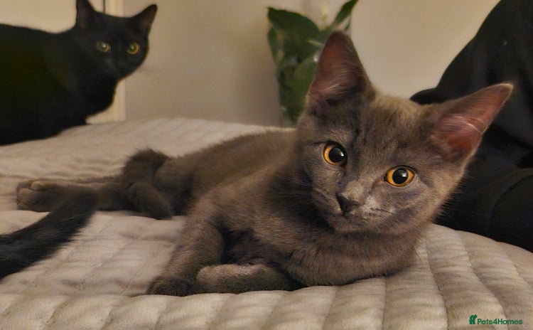 Mixed Breed cats Stunning short-haired kittens - Advert 13