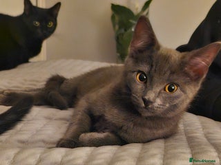 Mixed Breed cats Stunning short-haired kittens - Advert 4