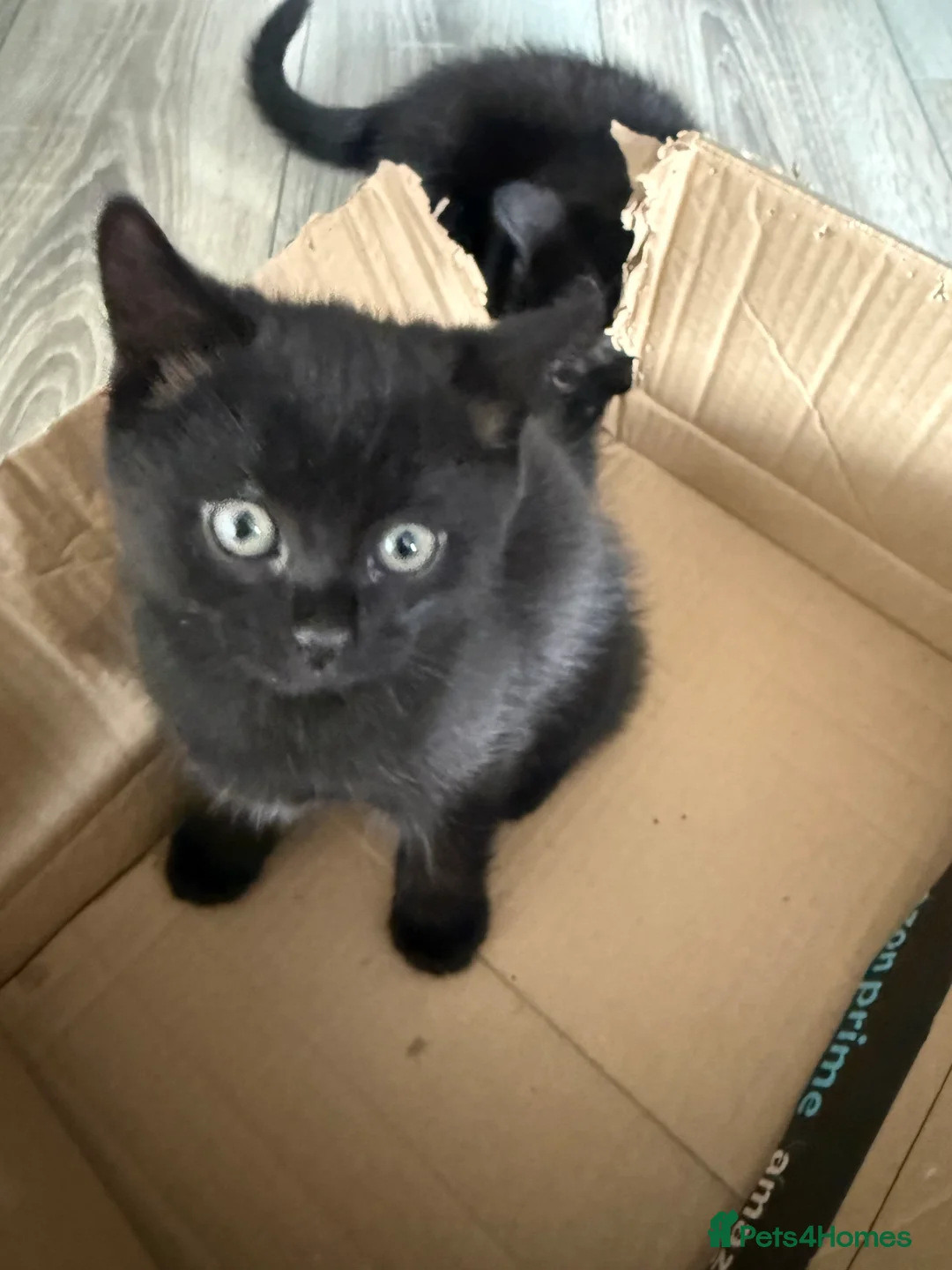 Mixed Breed cats for sale: X3 British Shorthair x Tabby kittens - Advert 13