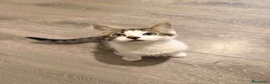 Domestic Shorthair 1