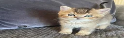 British Shorthair cats for sale: TICA reg black golden kittens  - Advert 10