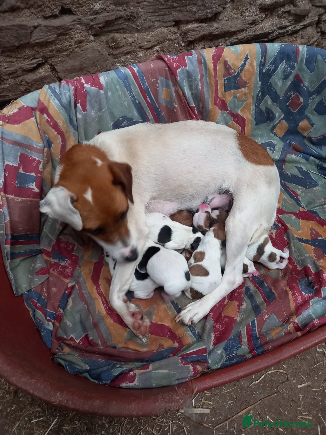Jack Russell dogs for sale: Jack Russell puppies  - Image 3