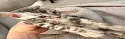 Bengal cats for sale: 4 Gorgeous Bengal Kittens ready for reservation  - Advert 15