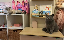 British Shorthair cats for sale: British shorthair kittens - Image 13