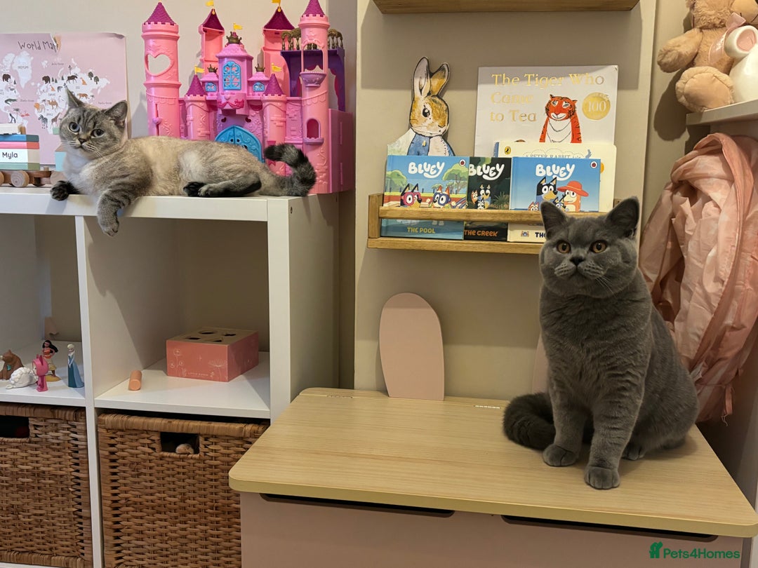 British Shorthair cats for sale: British shorthair kittens - Image 13