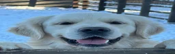 Golden Retriever dogs for sale: Beautiful healthy puppies - Advert 29