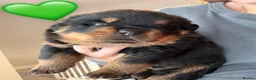 Rottweiler dogs for sale: ROTTWEILER PUPPIES 🐾 in Swansea - Advert 7