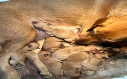 Labrador Retriever dogs for sale: KC Reg Labrador Puppies For Sale - Image 17