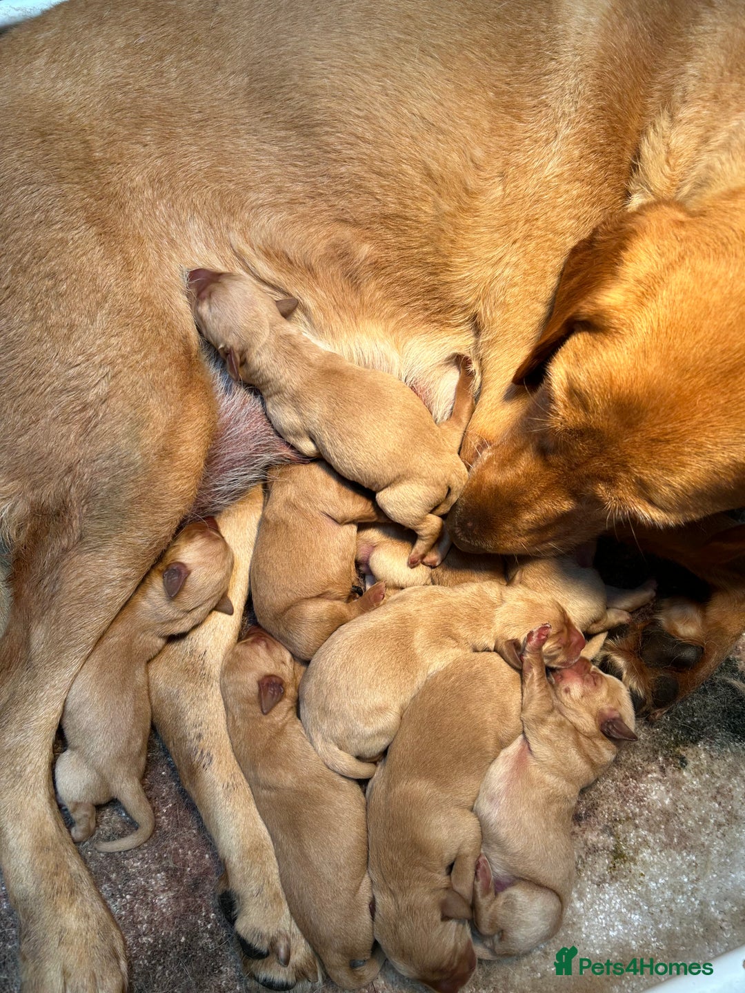 Labrador Retriever dogs for sale: KC Reg Labrador Puppies For Sale - Image 17