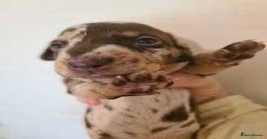 Dachshund dogs REDUCED! Beautiful Standard Dachshund - Advert 8