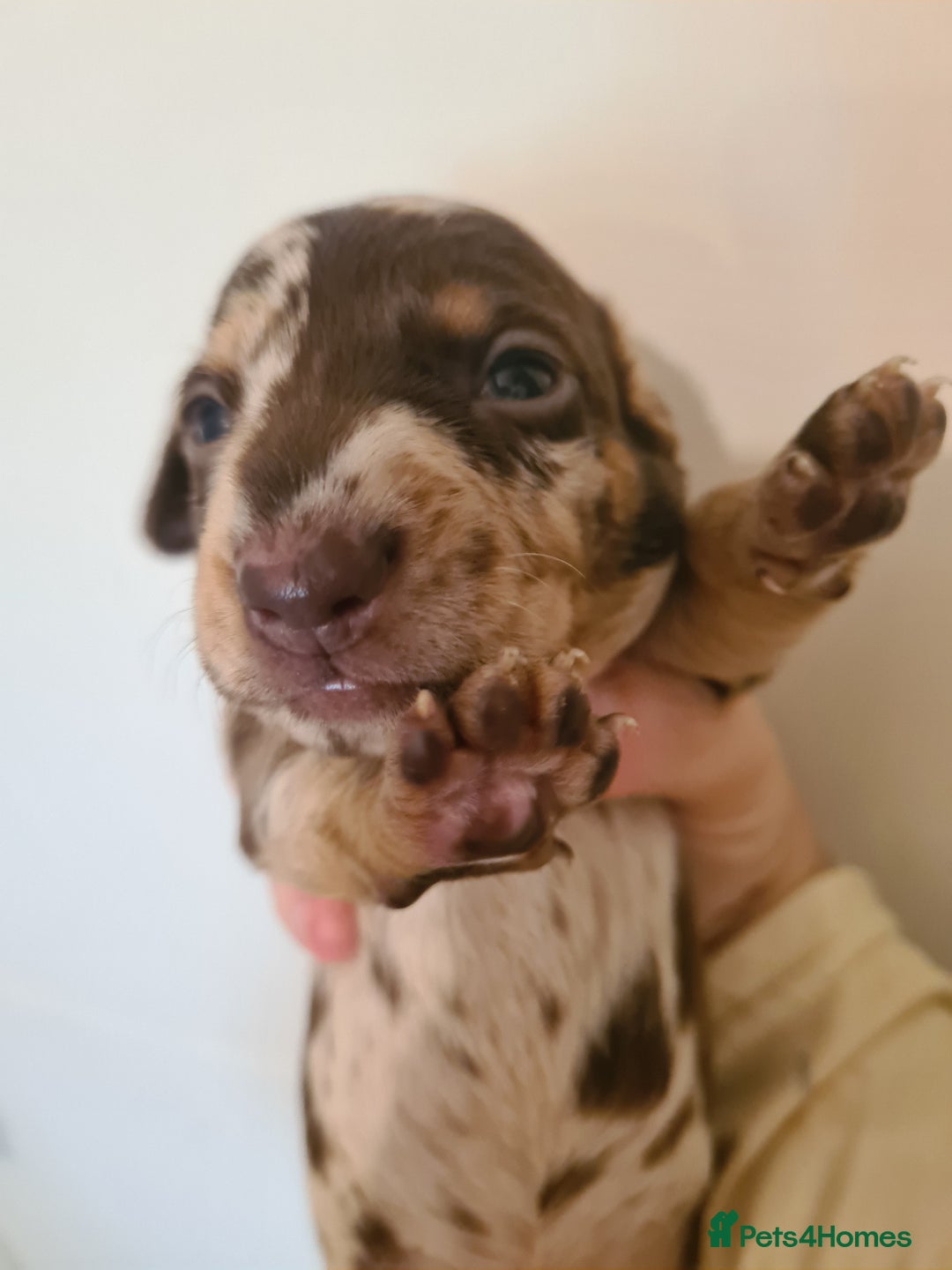 Dachshund dogs for sale: Beautiful Standard Dachshunds  - Image 5