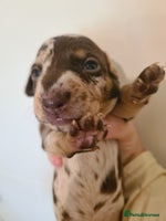 Dachshund dogs REDUCED! Beautiful Standard Dachshund - Advert 4