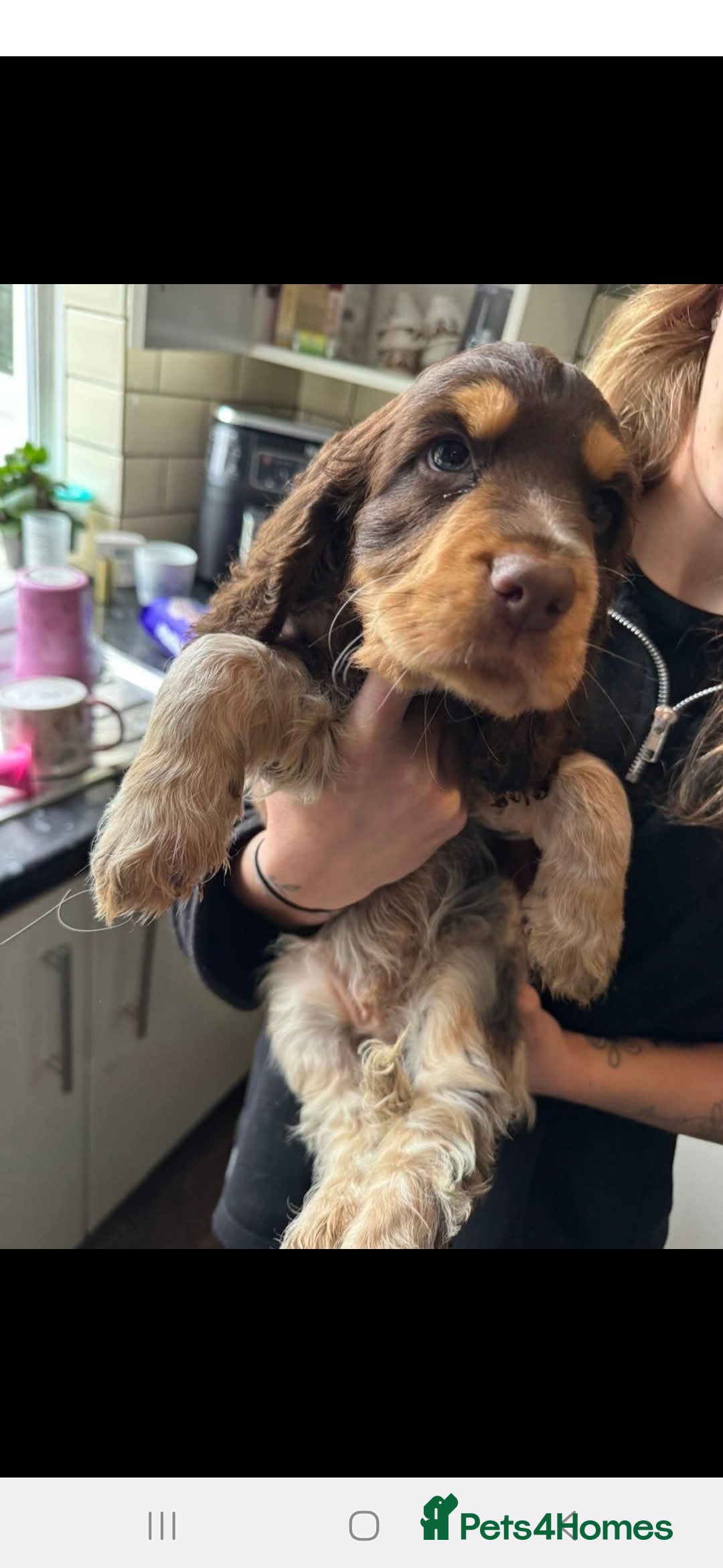 Cocker Spaniel dogs for sale: Chocolate Roan & Tan Cocker Spaniel Puppies - Advert 7
