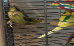 Cockatiels birds for sale: Eight birds for sale and 3 large cages £810 - Image 17