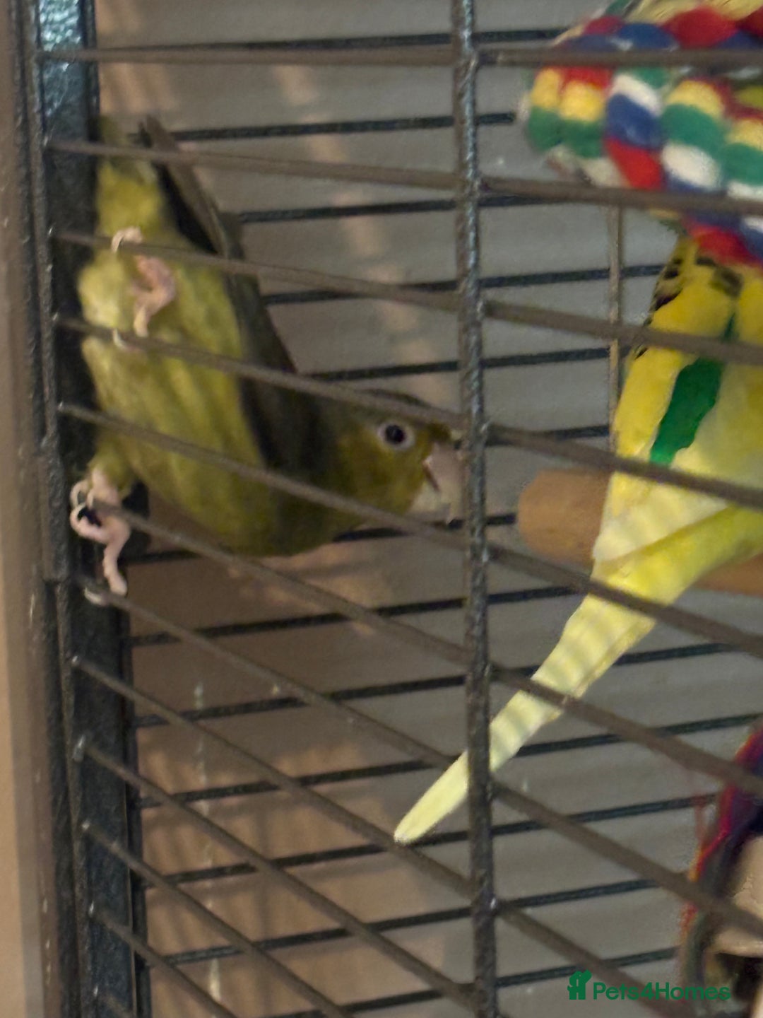 Cockatiels birds for sale: Eight birds for sale and 3 large cages £810 - Image 17