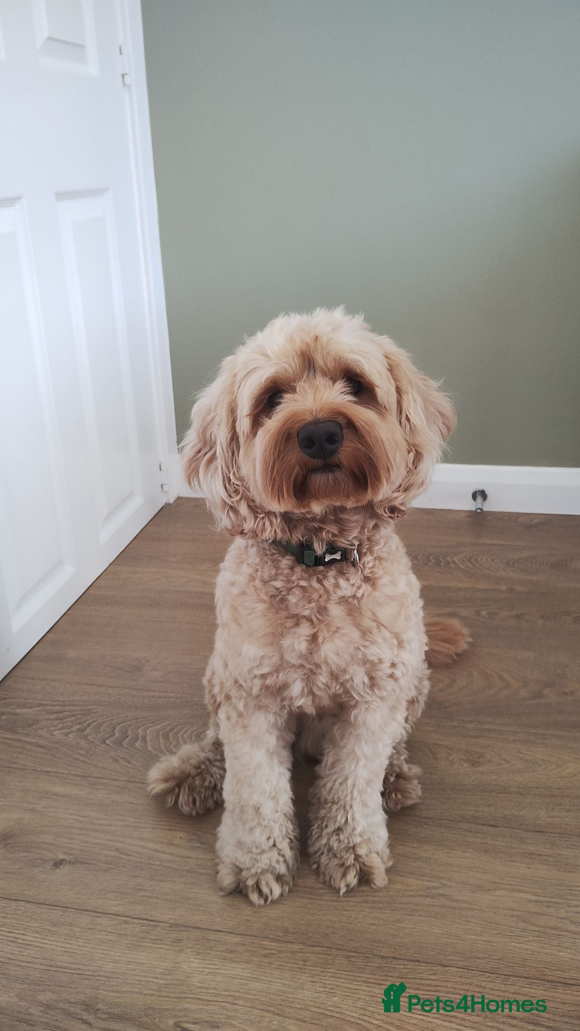 Mixed Breed dogs Cavapoo F1B ready for stud - Advert 3