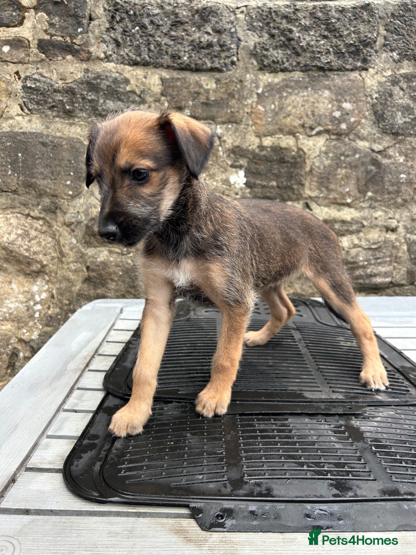 Lurcher dogs Bedlington whippet lurcher pups - Advert 5