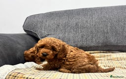 Cockapoo dogs for sale: BEAUTIFUL F1B COCKAPOO PUPS - Image 7