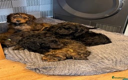 Cockapoo dogs for sale: LOVELY HEALTH TESTED F1 COCKERPOOS - Image 40